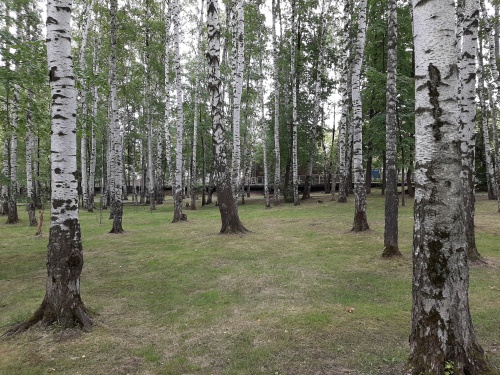 В Перми с начала года проведена санитарная обрезка порядка 1700 деревьев