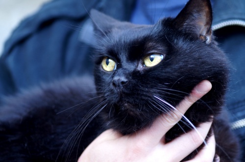 17 ноября отмечают необычный праздник — День защиты черных котов