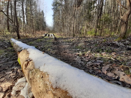 Ноябрь в стиле октября: что творится с погодой в Пермском крае